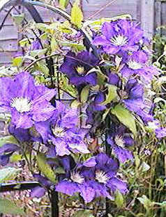 'Lady Betty Balfour'